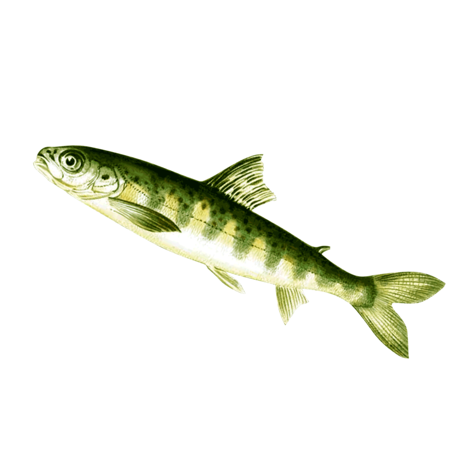 Beautiful Aquarium fish isolated on png transparent background