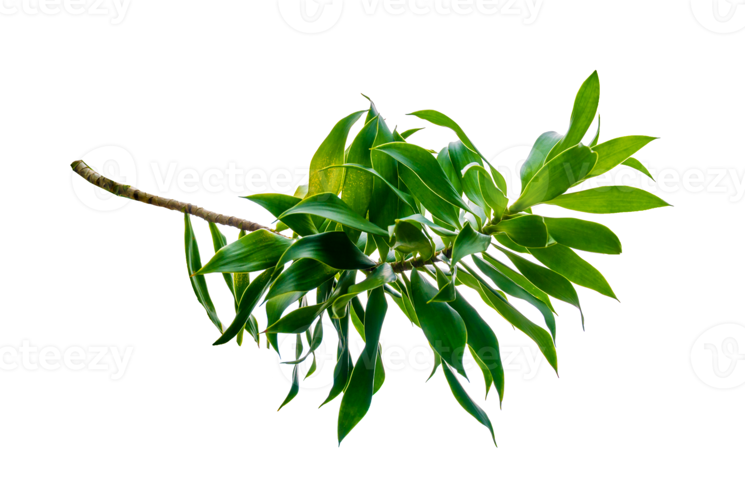 fragrante dracaena albero dracaena fragrans trasparente sfondo png file