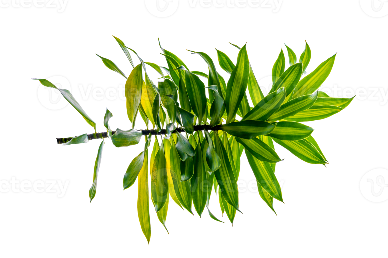 Fragrant Dracaena Tree Dracaena fragrans transparent background PNG file