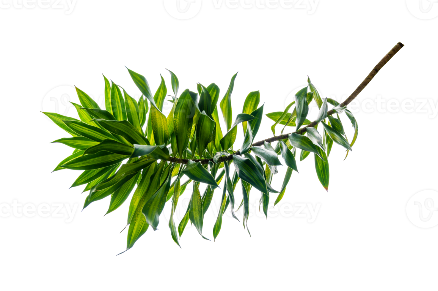 duftender dracaena-baum dracaena fragrans transparenter hintergrund png-datei png