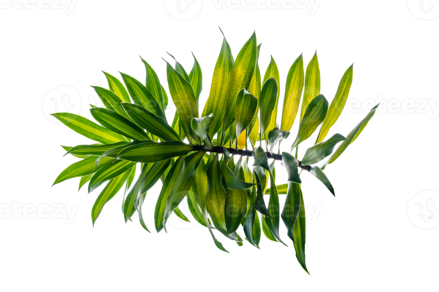 Fragrant Dracaena Tree Dracaena fragrans transparent background PNG file