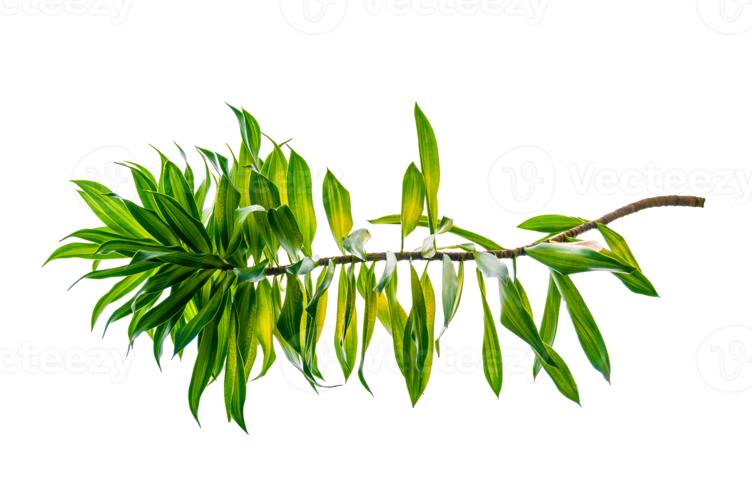 doftande dracaena träd dracaena fragrans transparent bakgrund png fil