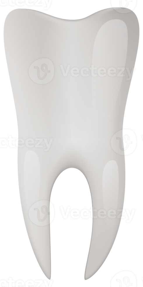 Realistic tooth isolated png