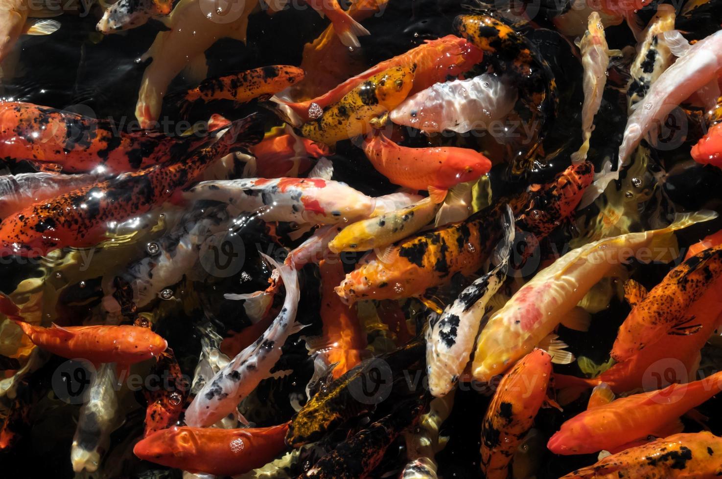 Many Colored Koi Carps photo