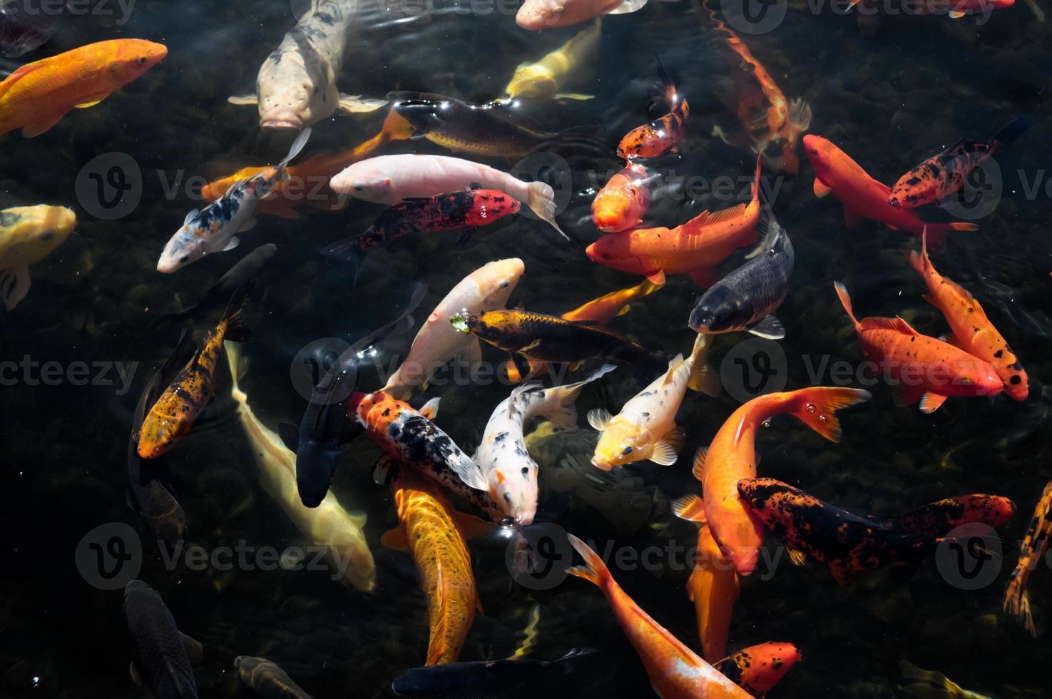 Many Colored Koi Carps photo