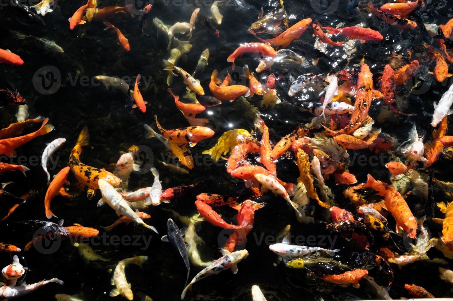 Many Colored Koi Carps photo