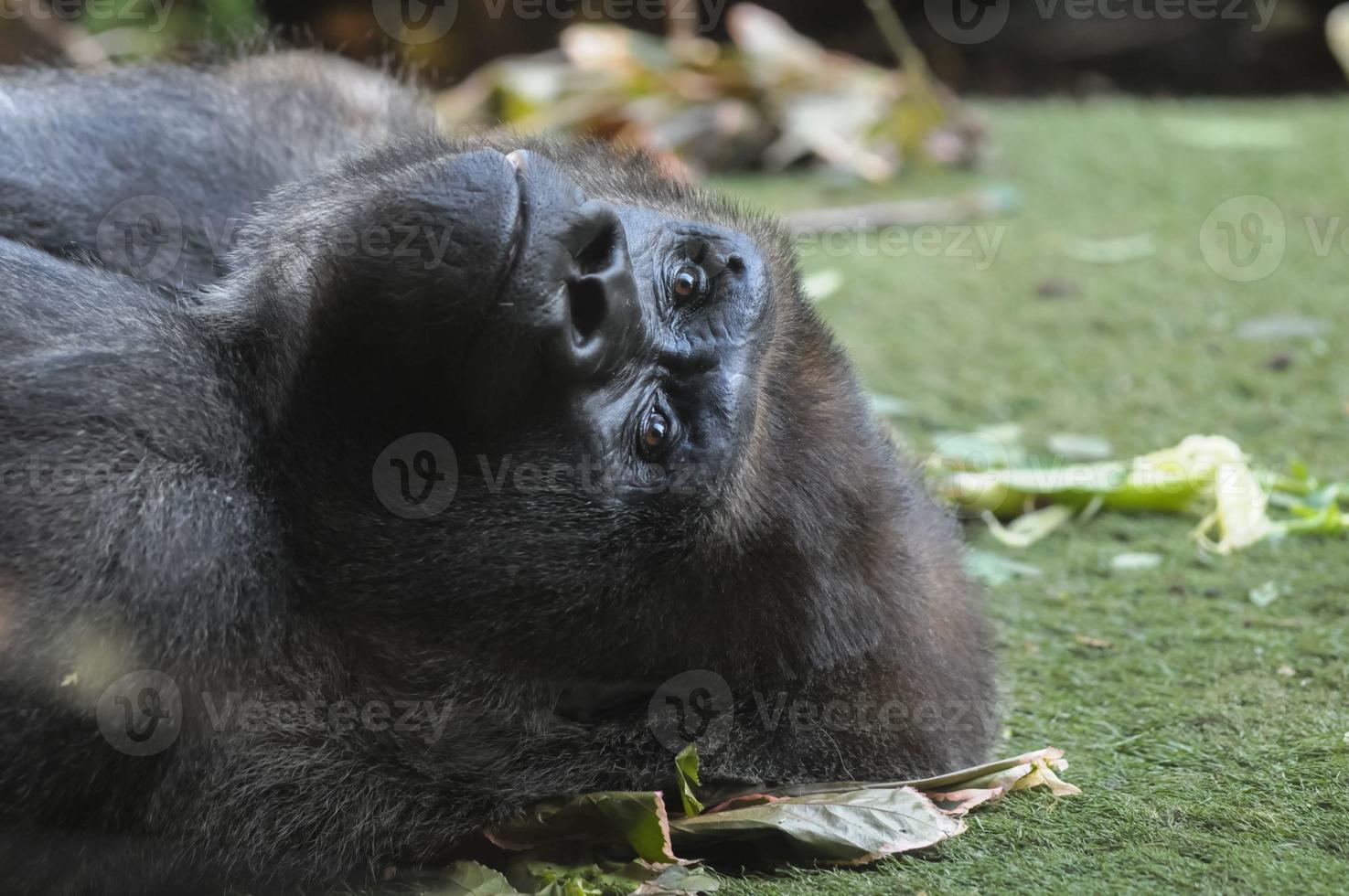Strong Adult Black Gorilla photo