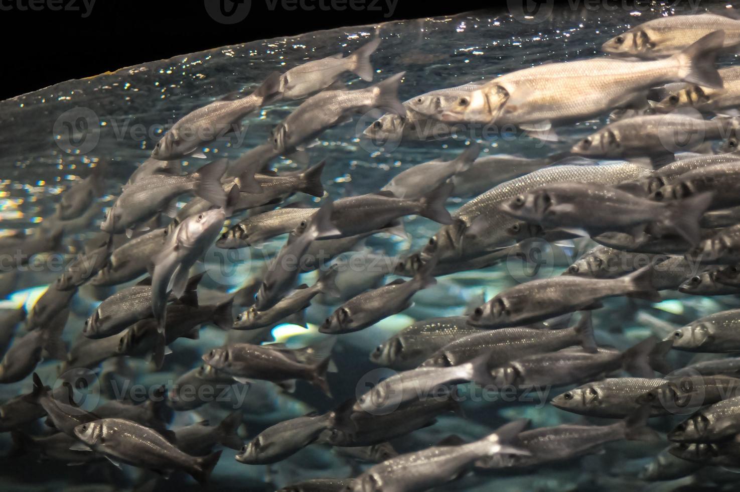 School of Silver Gray Fish photo