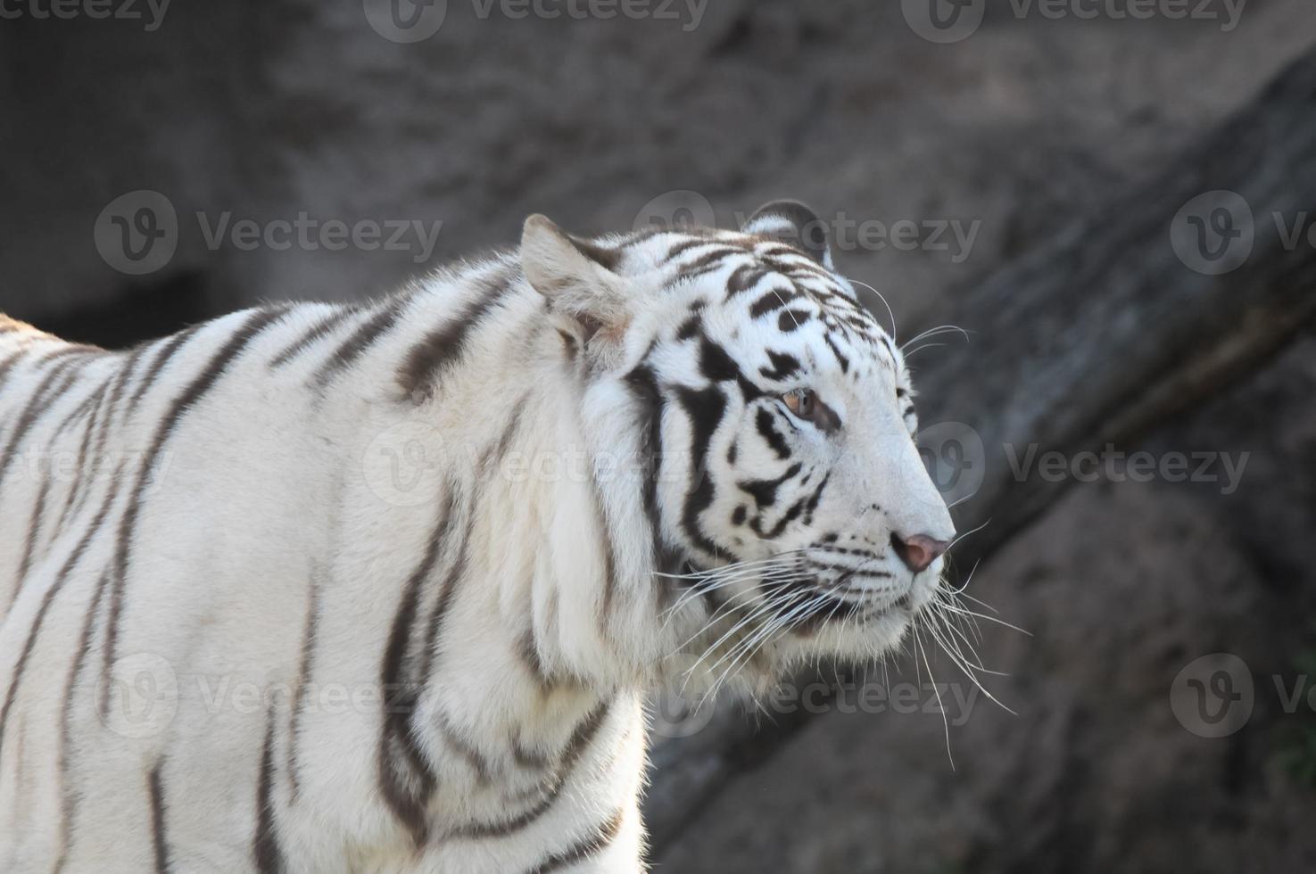 tigre rayado blanco y negro foto