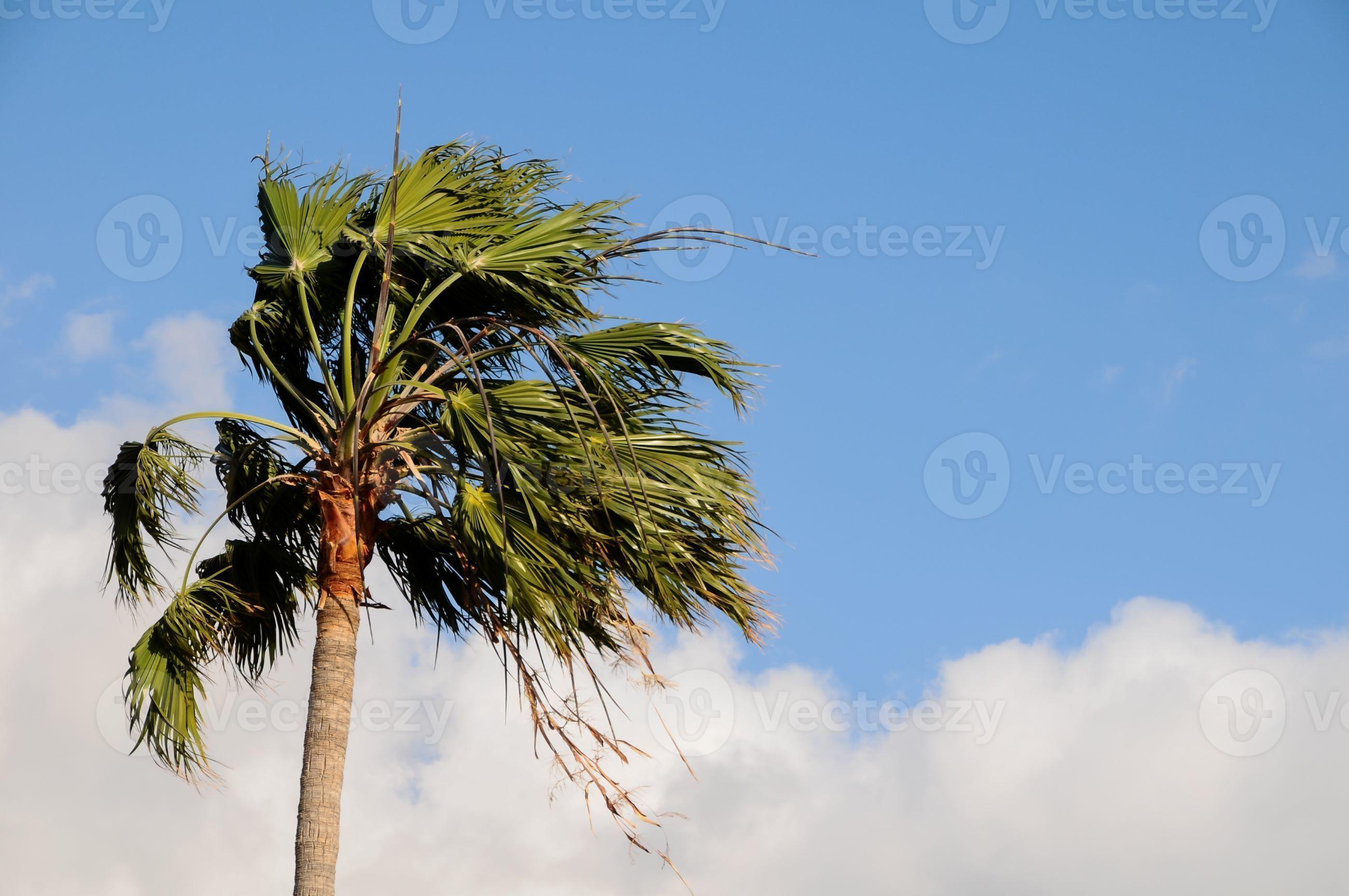 Palm Tree Blowing In The Wind 15731967 Stock Photo at Vecteezy