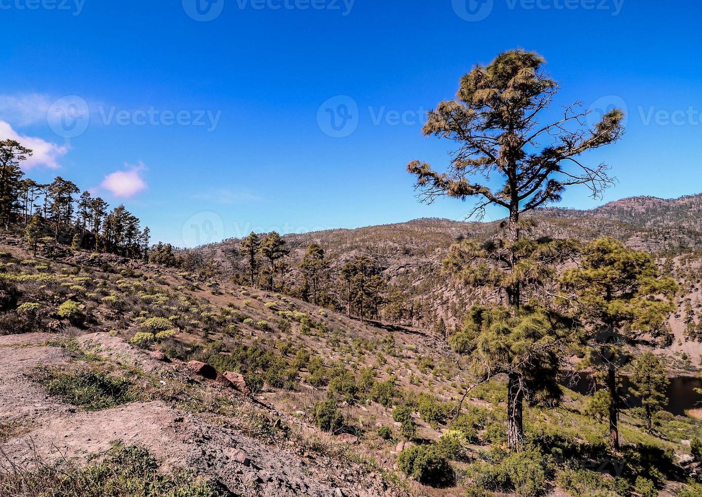 Landscape in summer photo