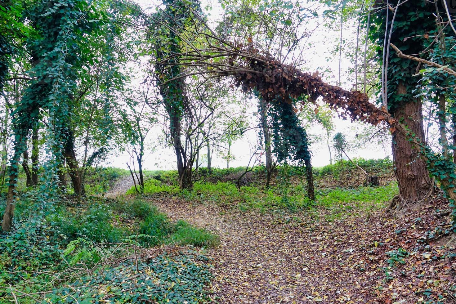 Trees in the forest photo