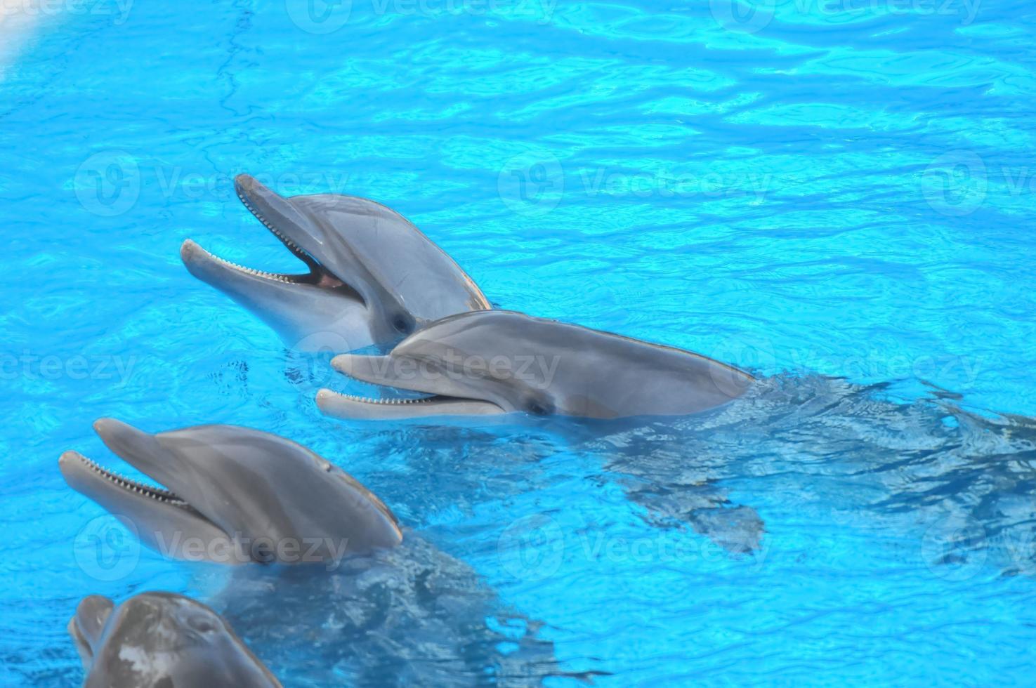 Cute Dolphins swimming photo