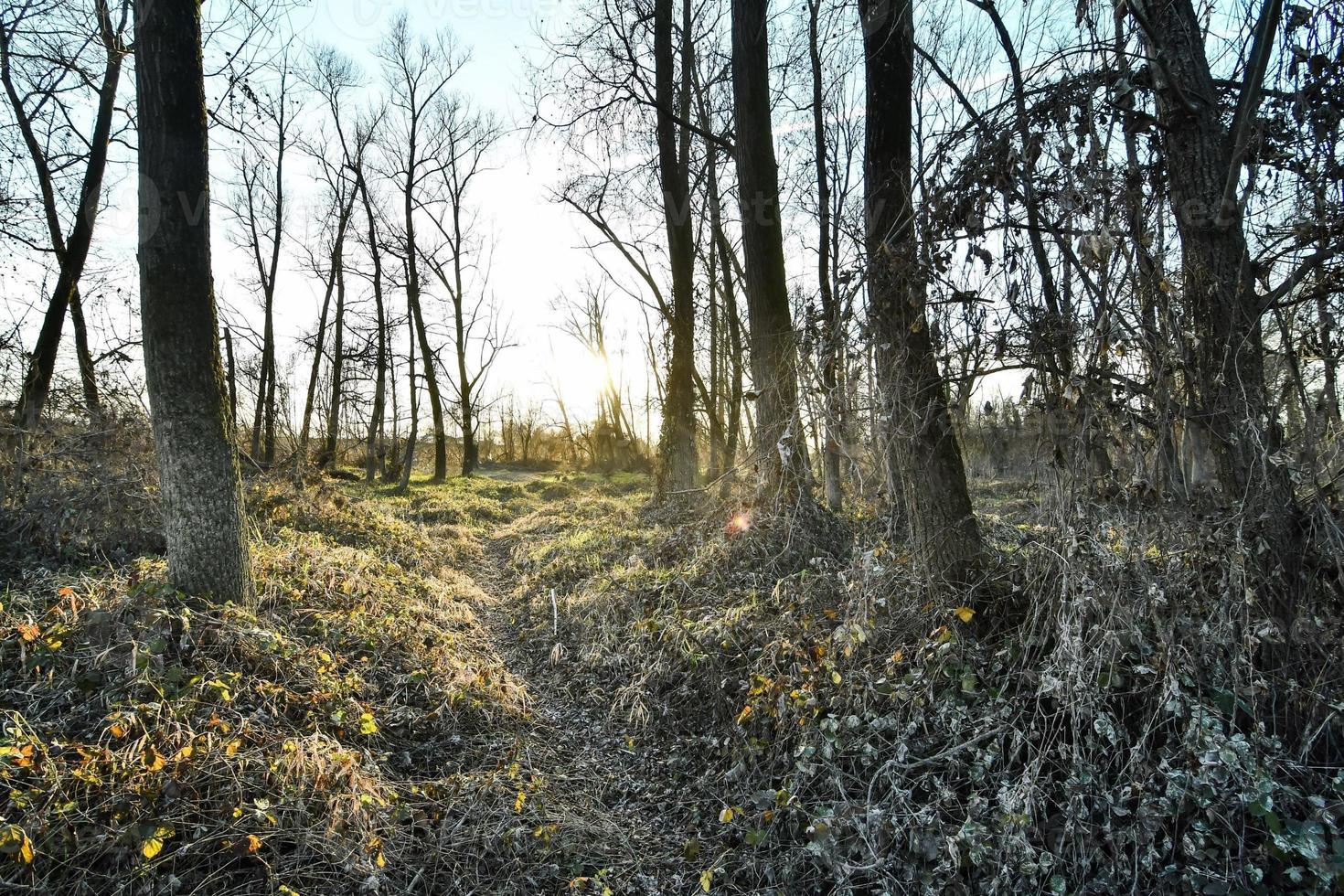 Trees in the forest photo