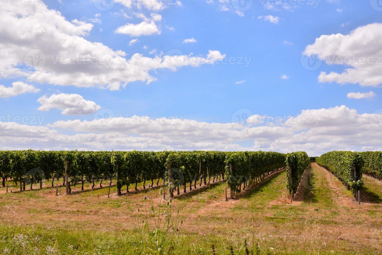 Landscape in summer photo