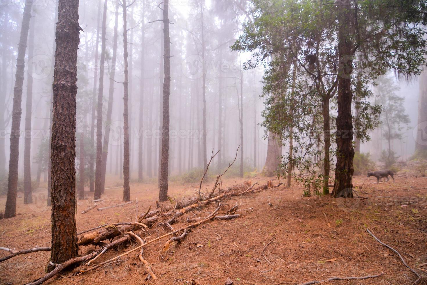 arboles en el bosque foto