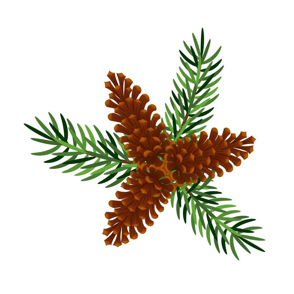 Branch of pine or fir with fir cone on white background. Winter decor, elements of New Year's design. Vector illustration.