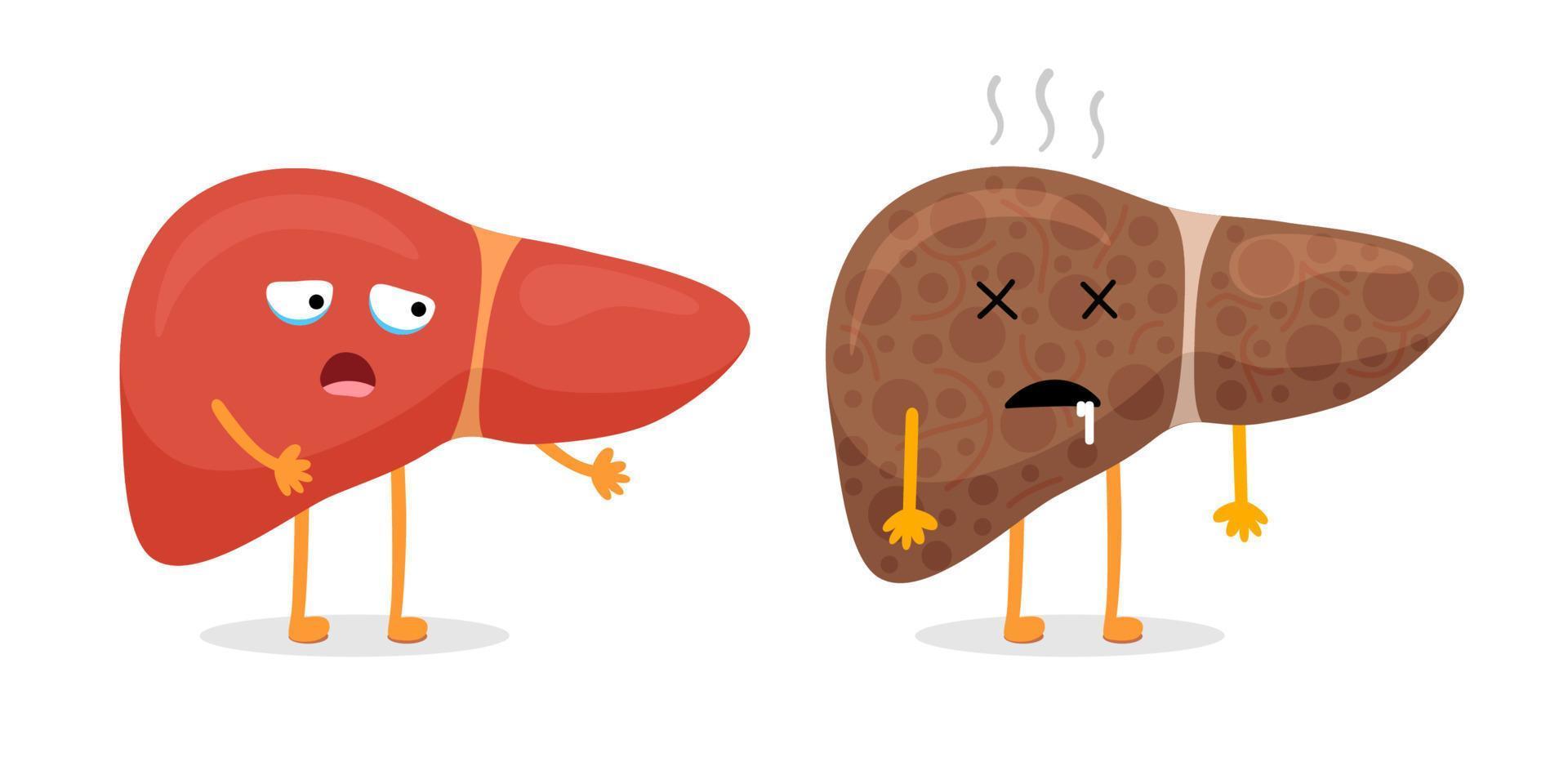 Liver character healthy and unhealthy comparison. Mascot good and bad condition. Cartoon exocrine system gland internal organ scared and illness sad. Strong and damaged insides. Vector illustration