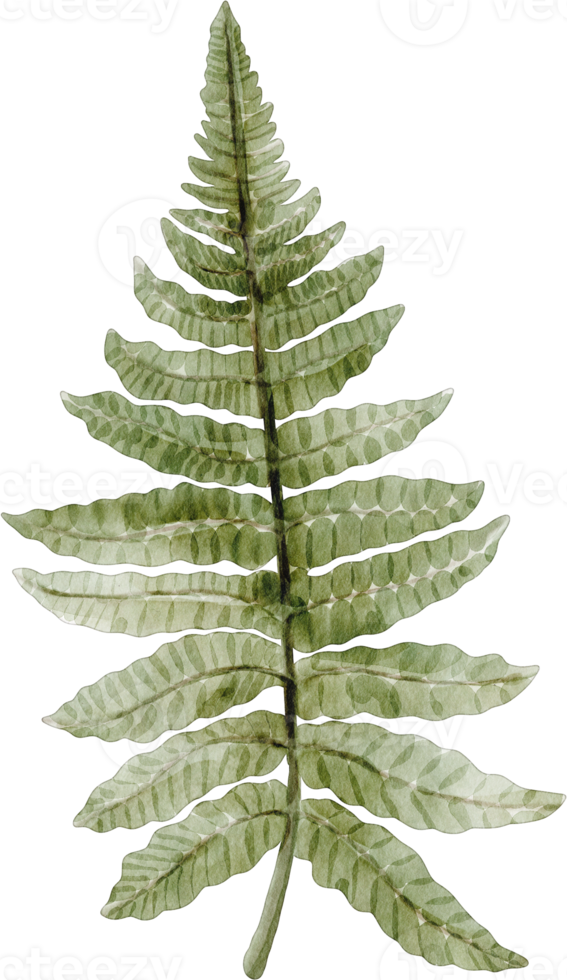 watercolor fern leaf png