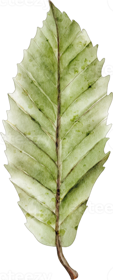 watercolor leaf clip art element png