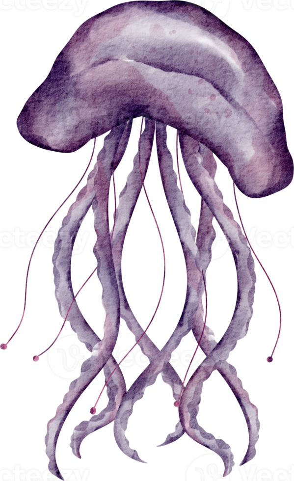 jellyfish watercolor clip art png