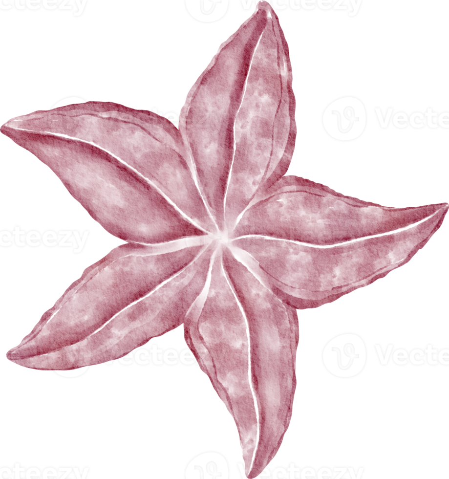 starfish watercolor clip art png