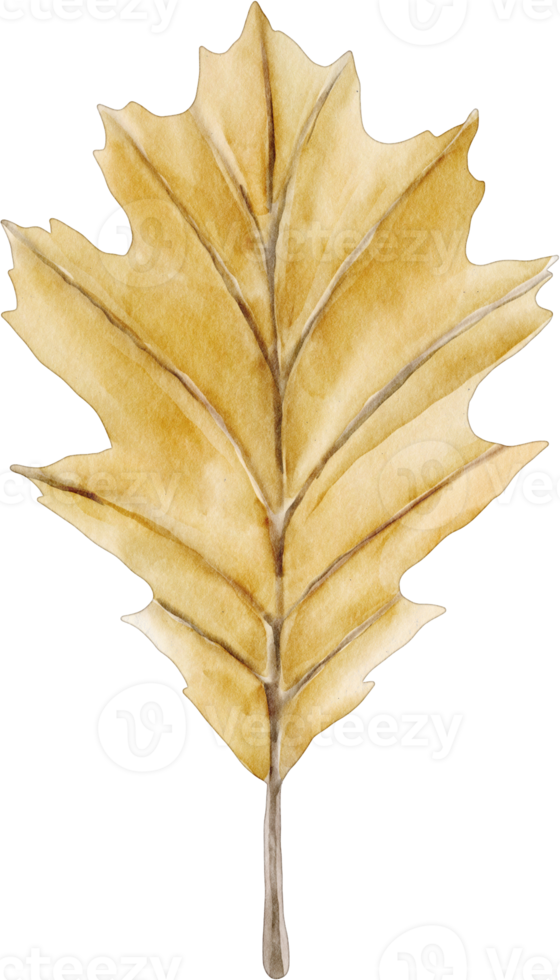 watercolor dried leaf png