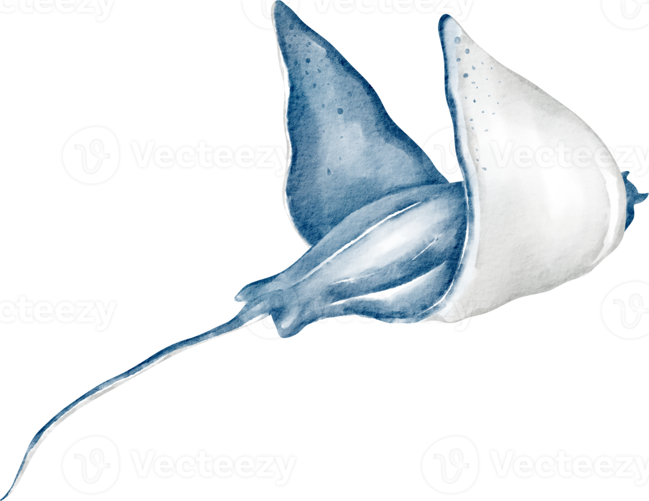 Stingray acquerello clip arte png