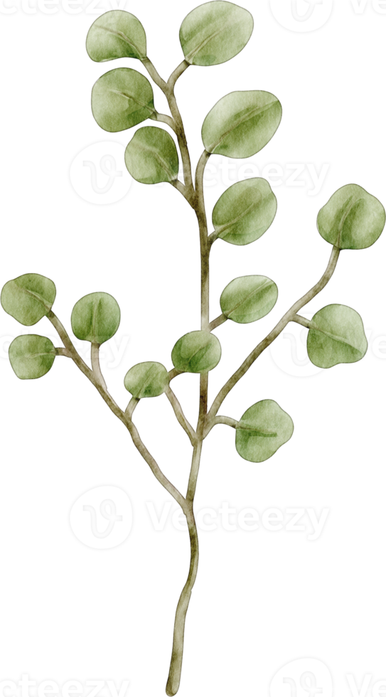 vattenfärg eukalyptus klämma konst element png