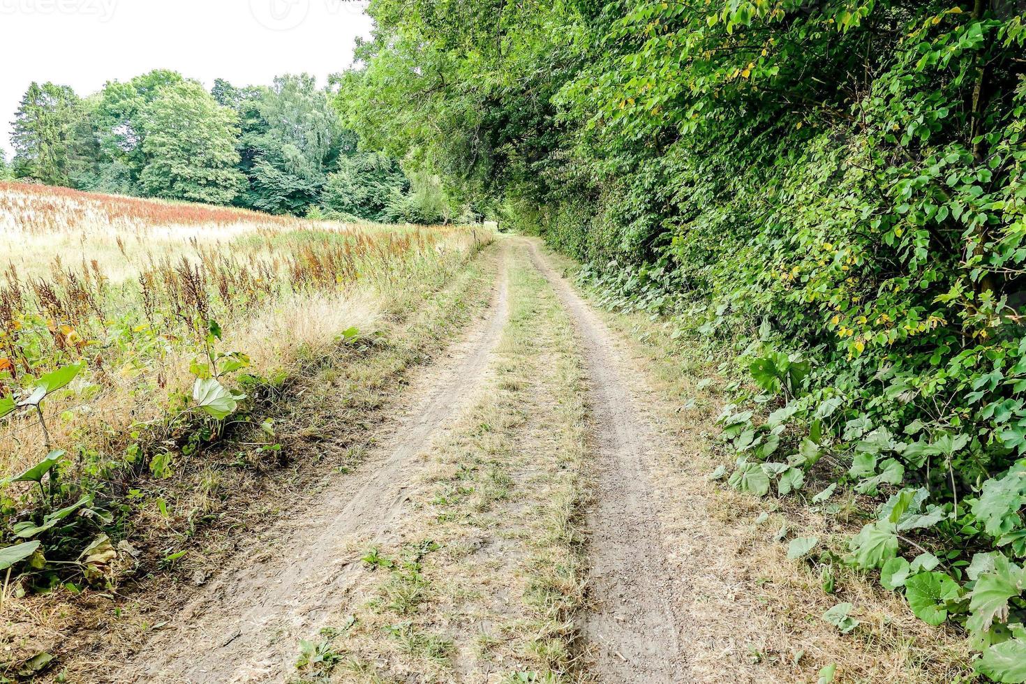 Landscape in summer photo