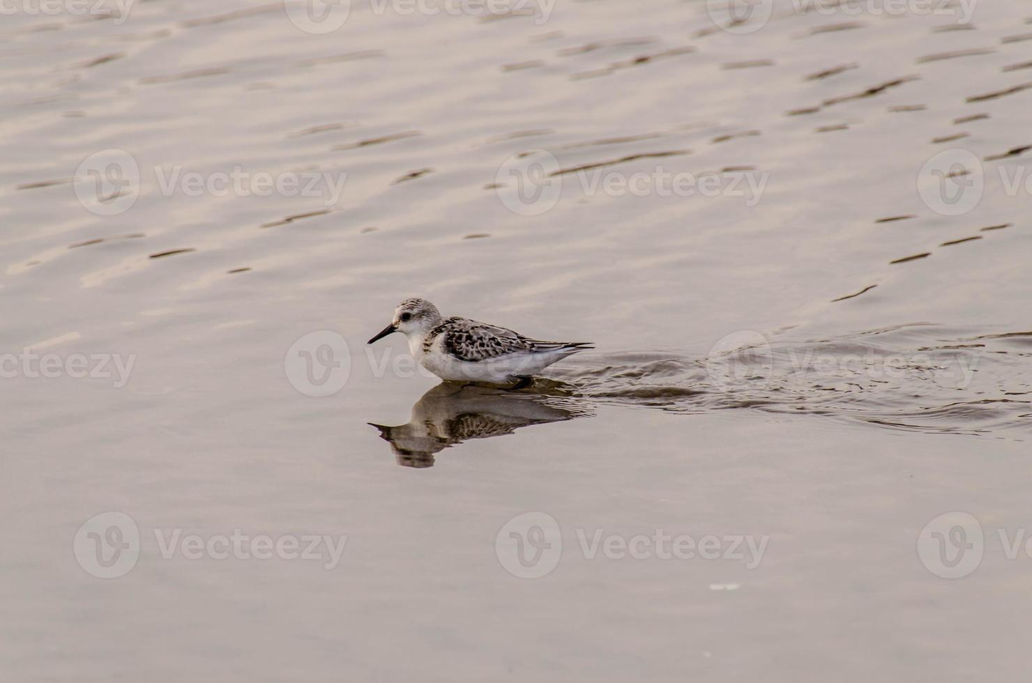 Adult Kentish Plover Water Bird photo