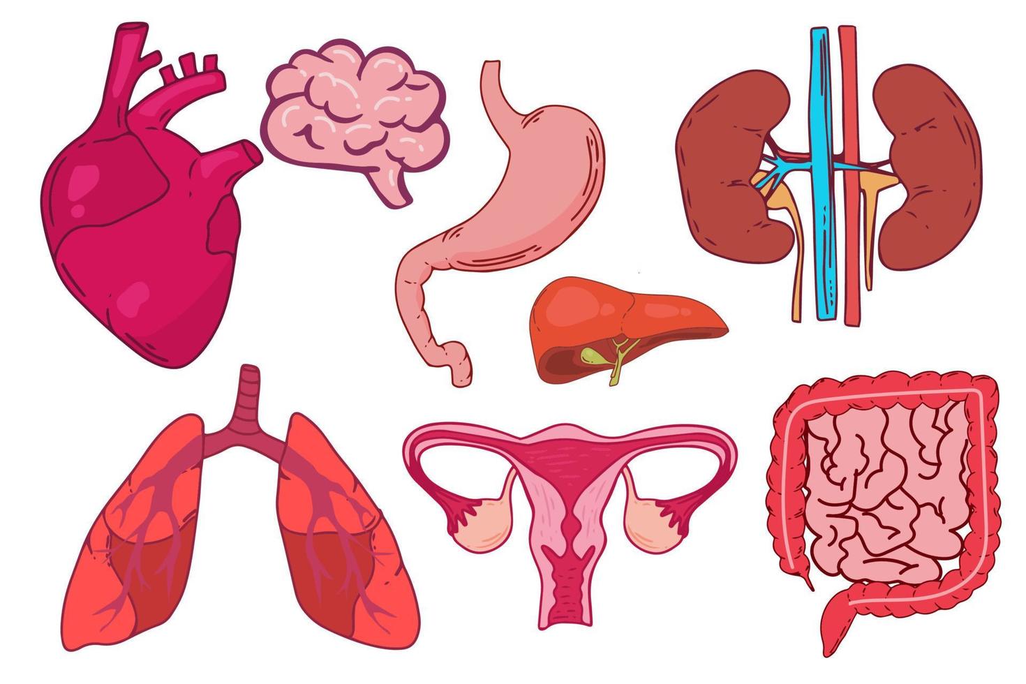 Set of vector line icons of anatomy for web and apps. Editable vector stroke