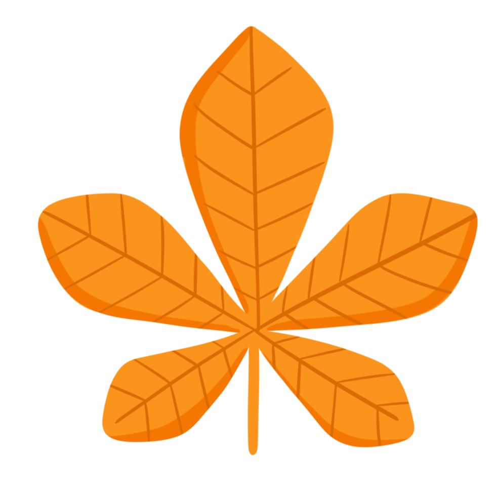 Autumn Leaf Illustration png