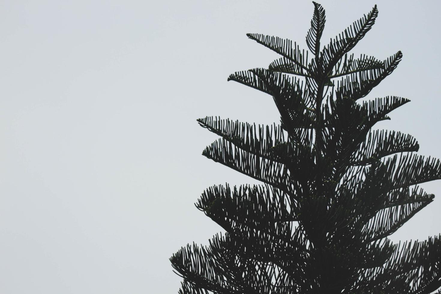 Araucaria heterophylla or Norfolk Spruce is a species of conifer native to Norfolk Island. photo