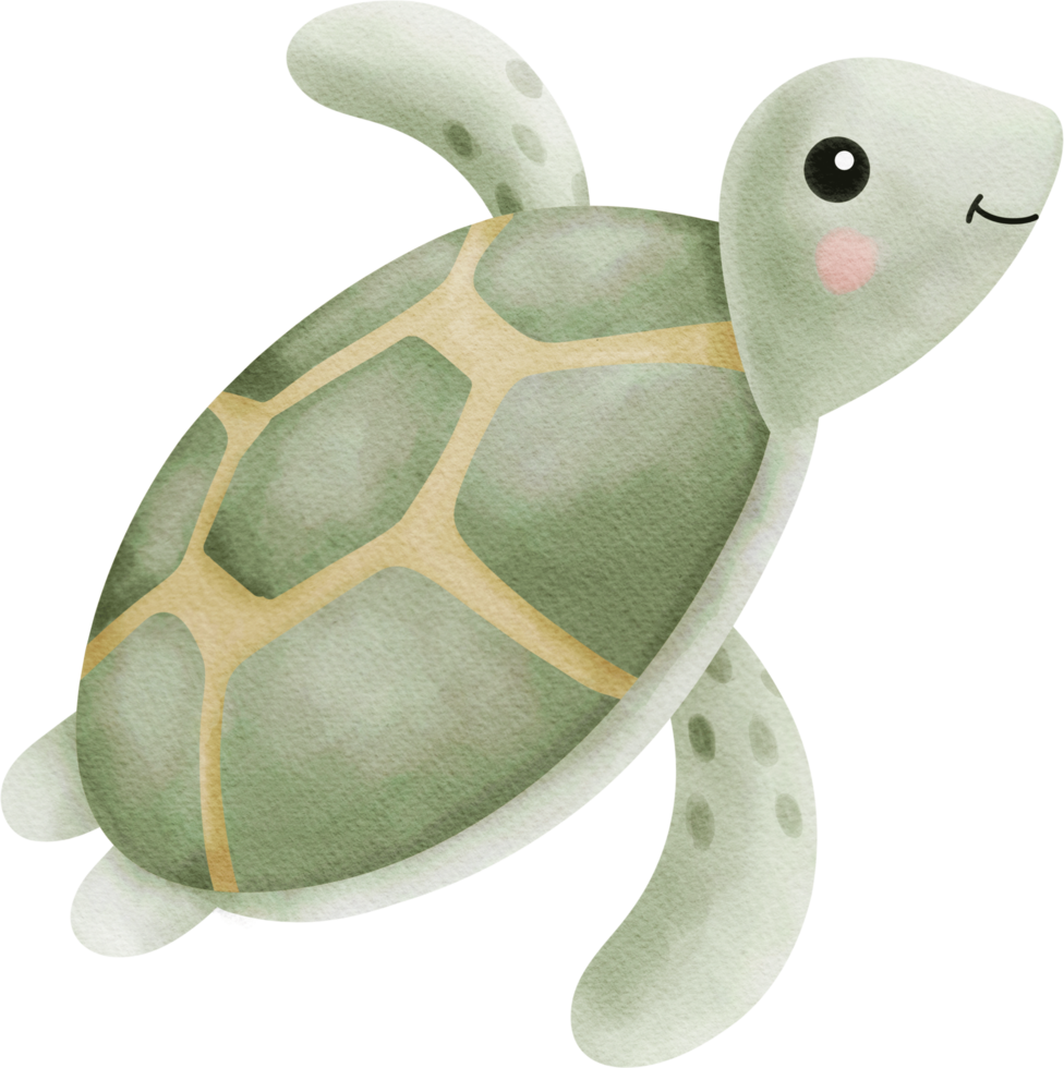 linda tortuga acuarela vivero clipart carácter png