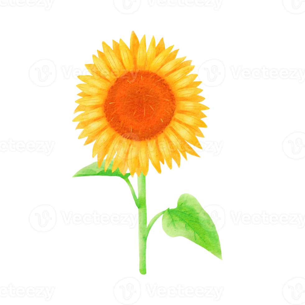 Watercolor sunflower illustration png