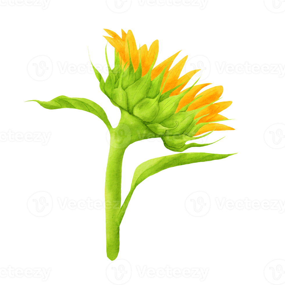Watercolor sunflower illustration png
