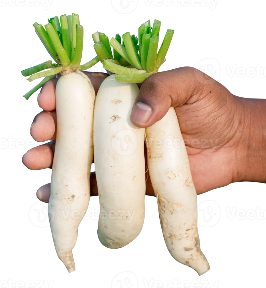 rabanetes e vegetais frescos png