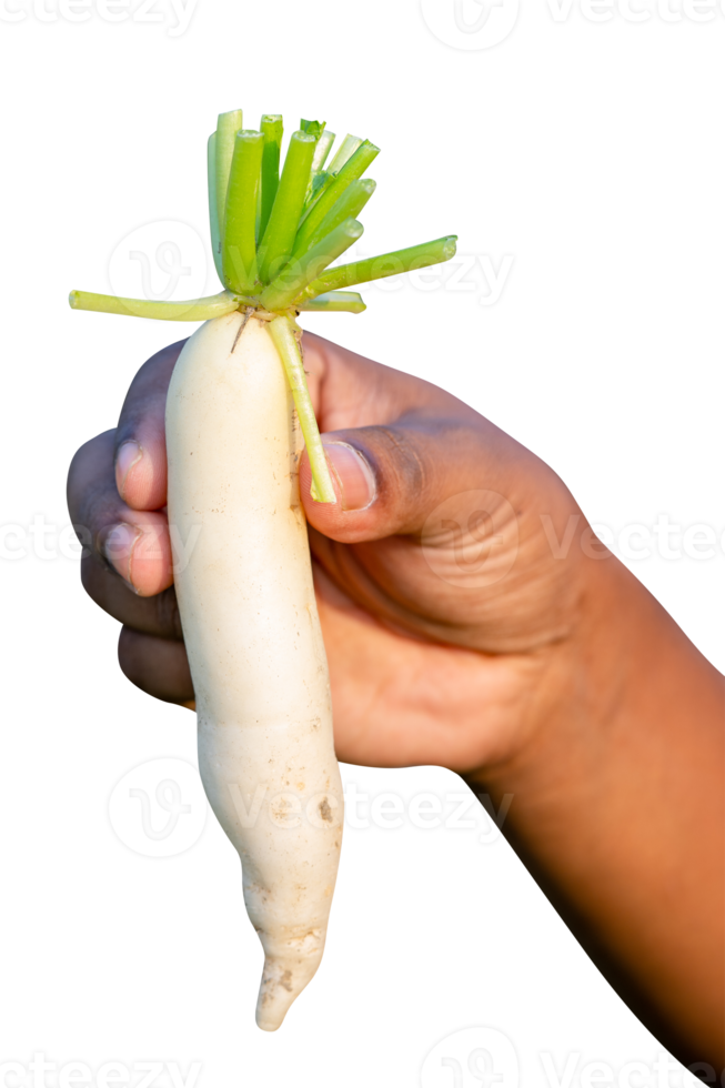 mãos de agricultor agrícola segurando grande colheita crua daikon branco legumes frescos da fazenda colheita de outono e conceito de comida orgânica saudável fechar com foco seletivo png