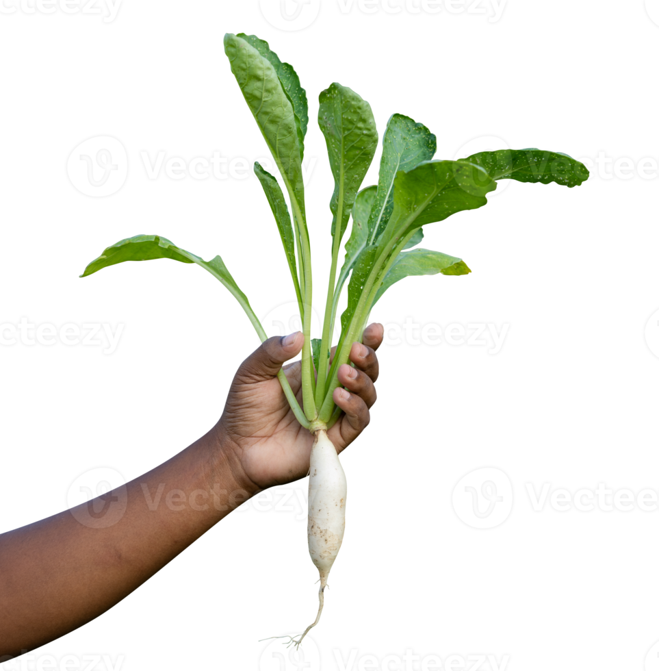 fresh radishes and vegetables png