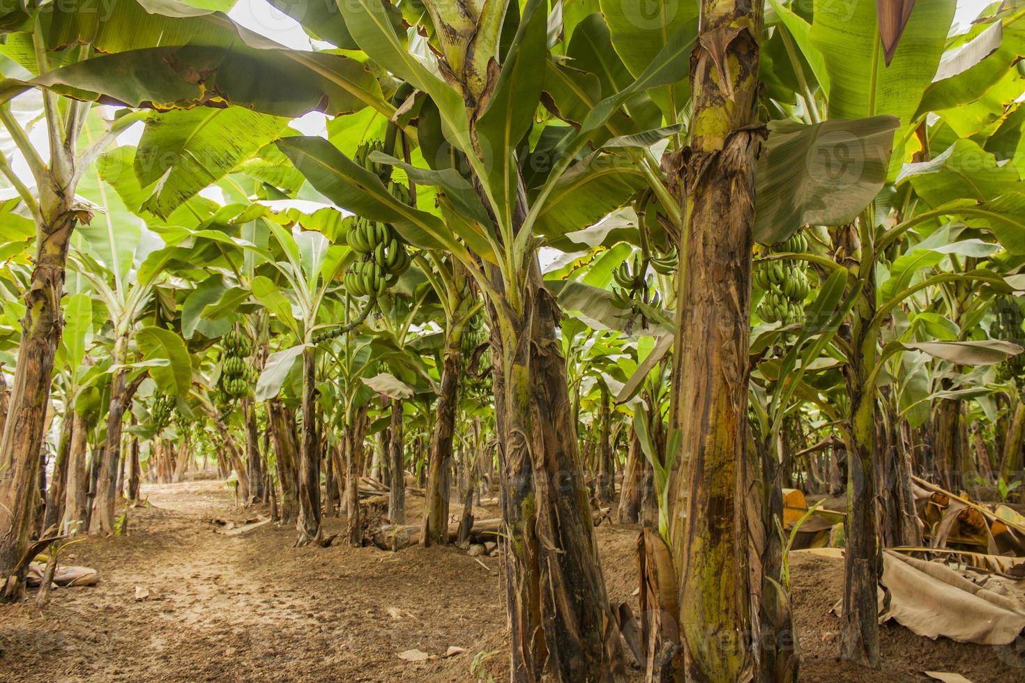 View at banana plantation photo