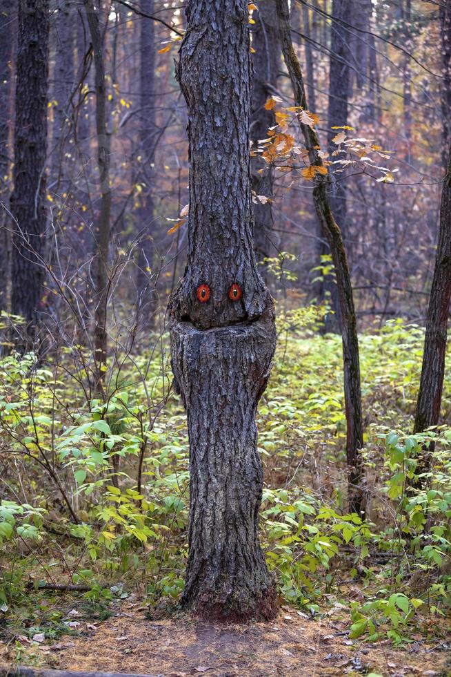 Smiling fir tree. Spirit of the forest photo