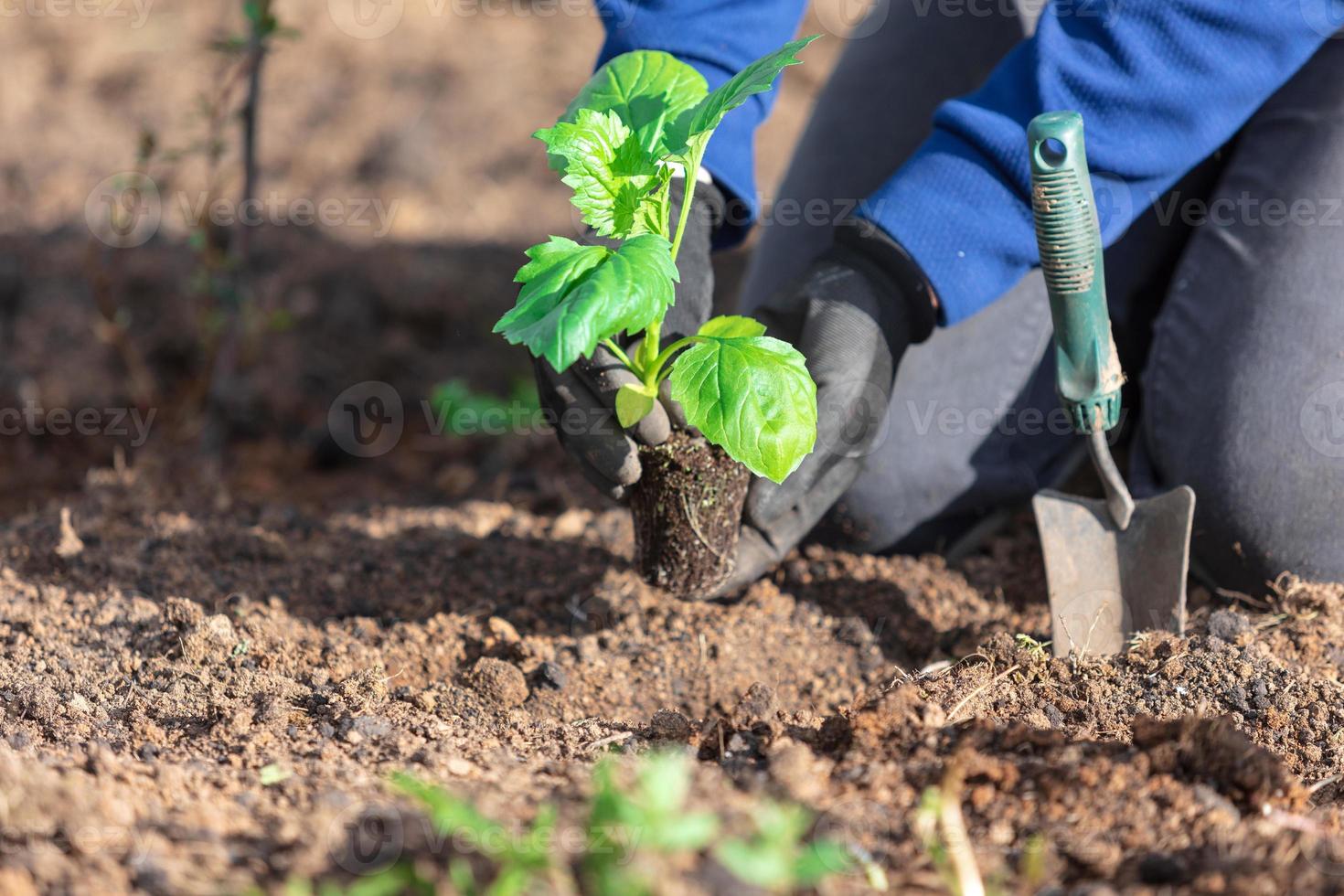 Closeup shot of gardener's hands with a small sapling of aster flower photo