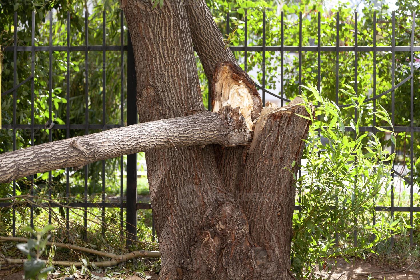 Broken trunk of an old willow photo