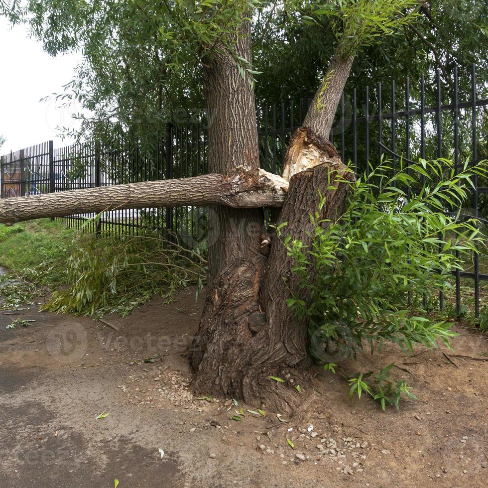 Broken trunk of an old willow photo