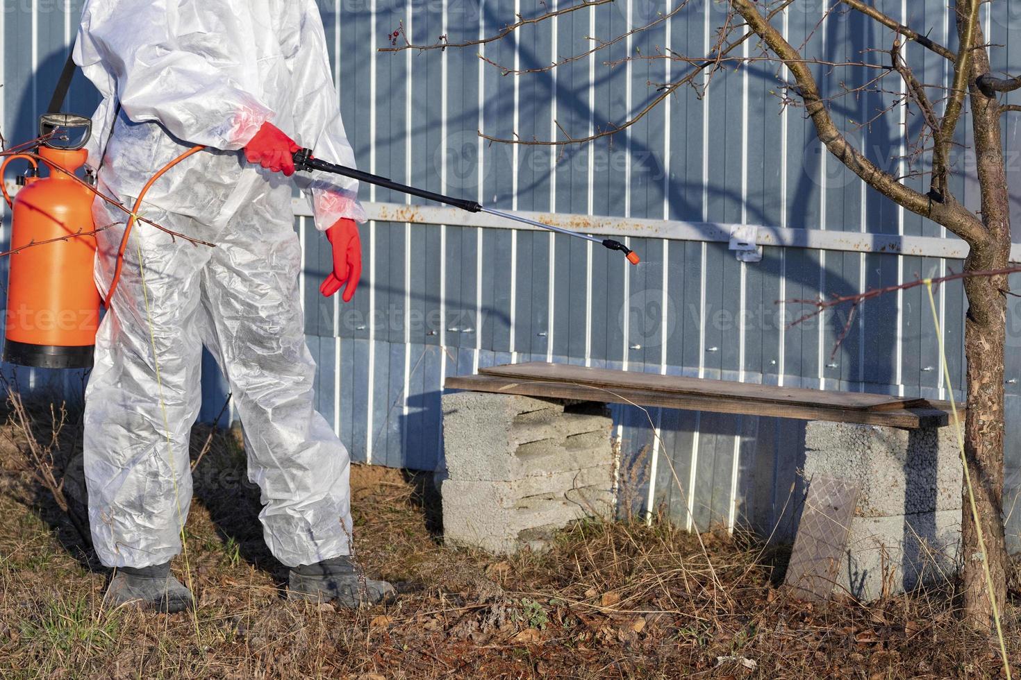Gardener sprinkling insectecide on an apple tree photo