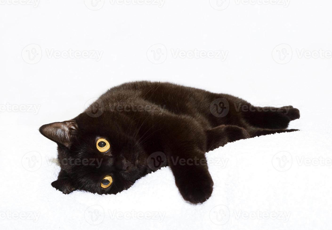 Black cat on white photo