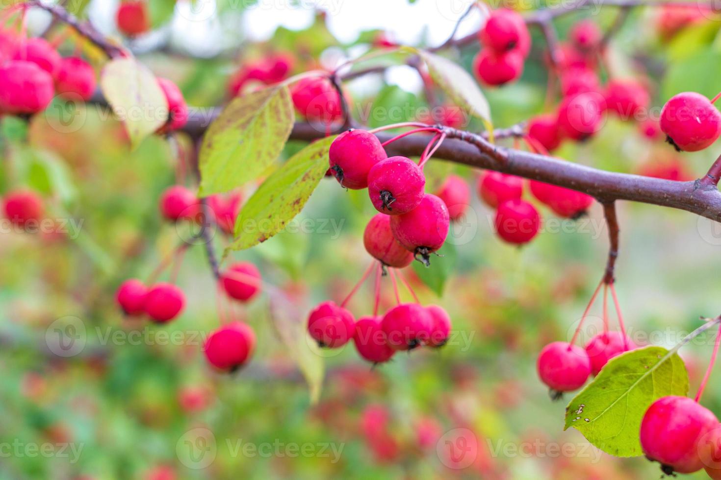 Ripe wild apples on a branch photo