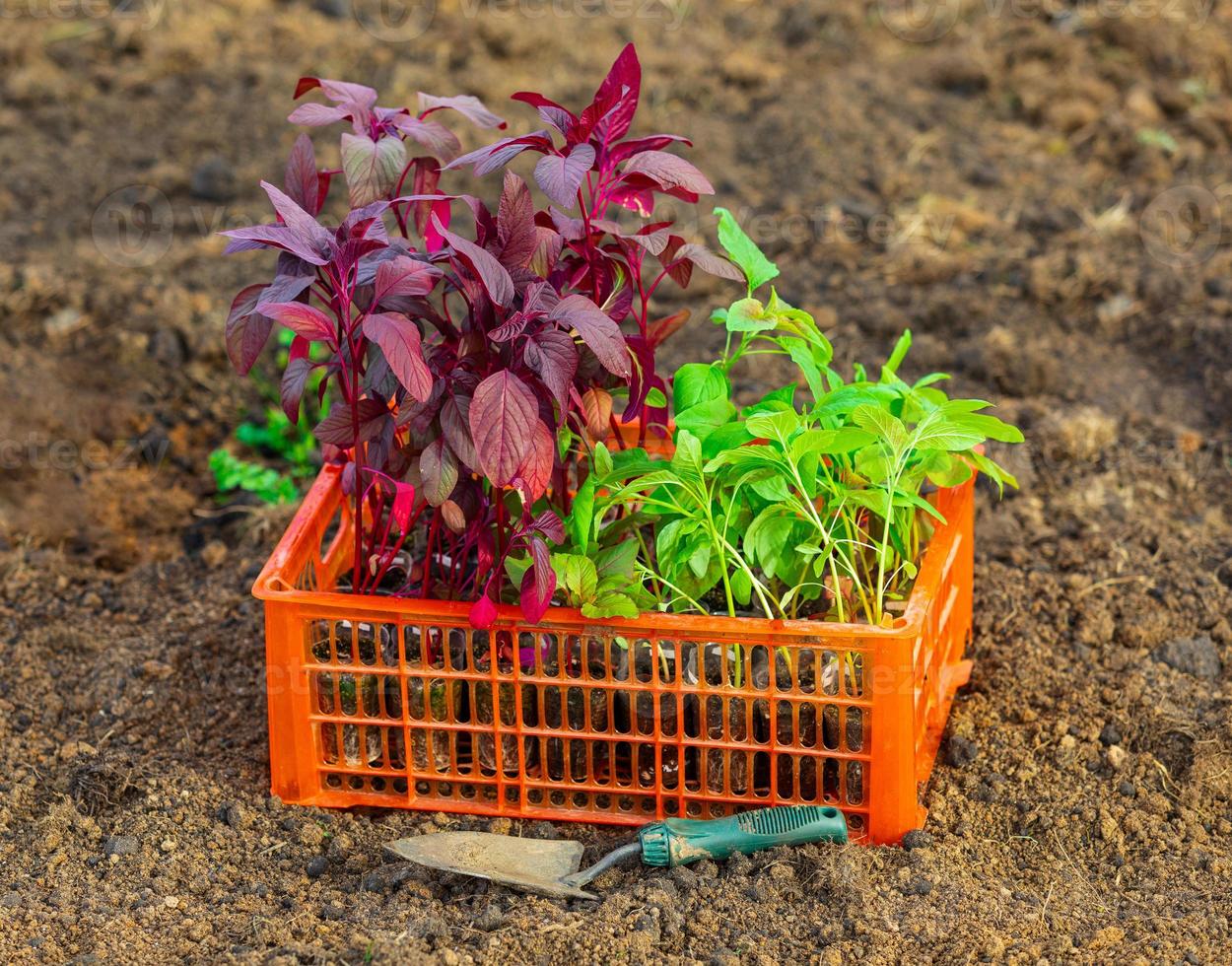 caja de plástico llena de plántulas de flores de aster y amaranto en el suelo foto