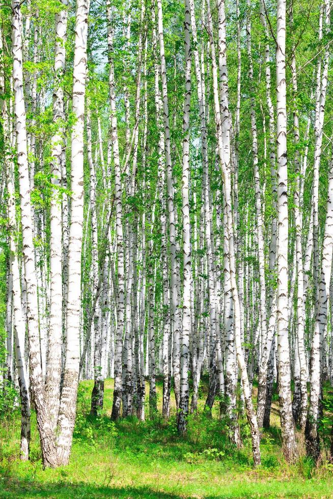 Birch forest. May photo